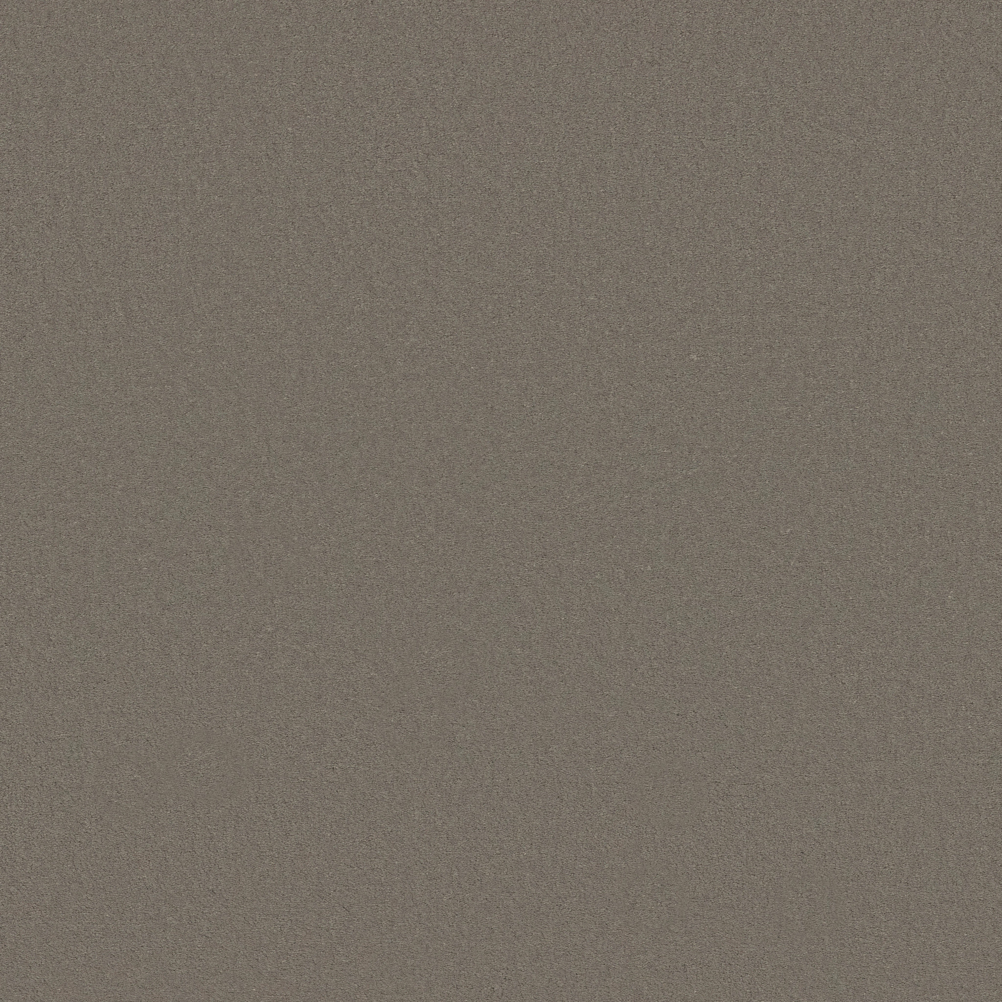 FINERY TORTOISE MAIN