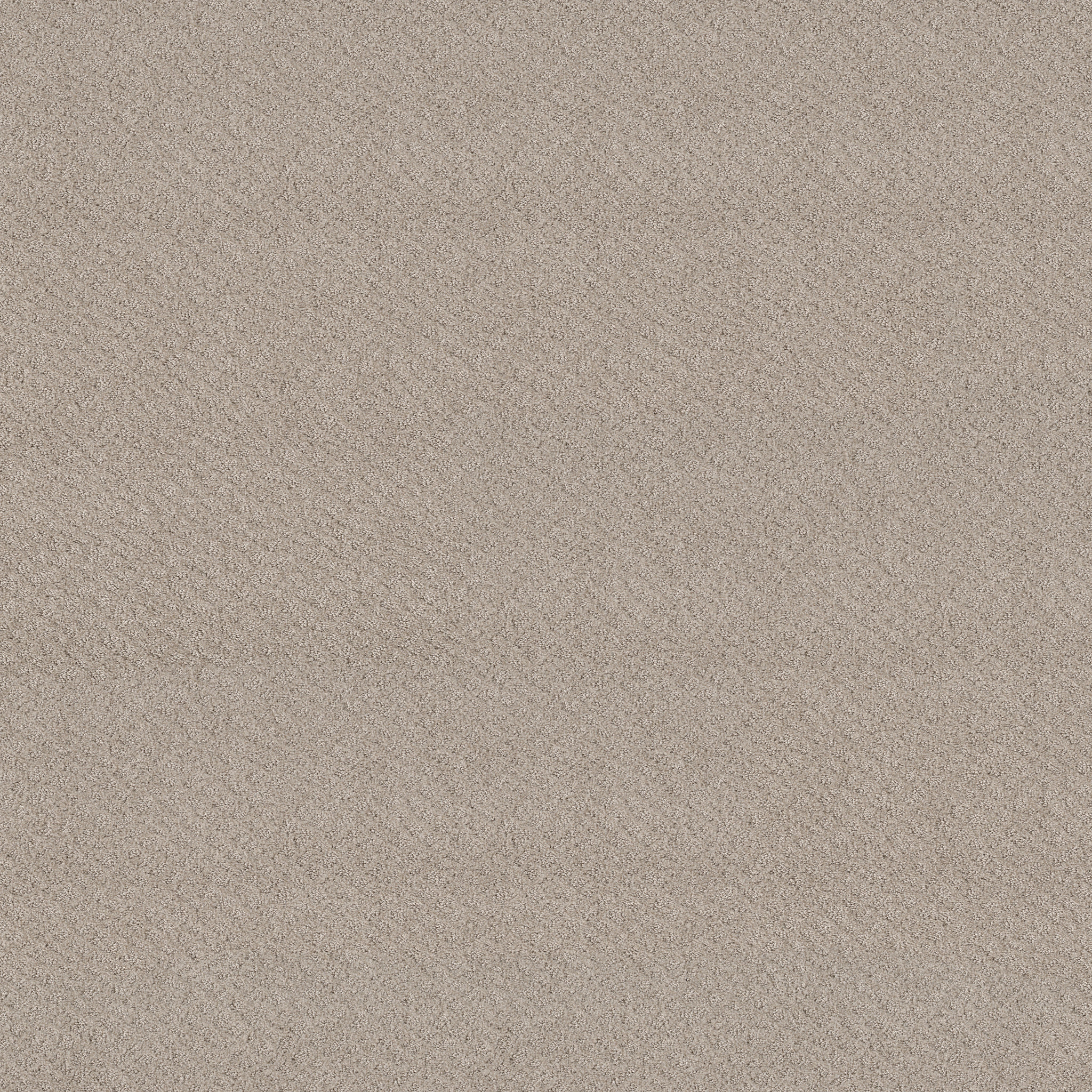 CHIC SHADES FOSSIL PATH MAIN