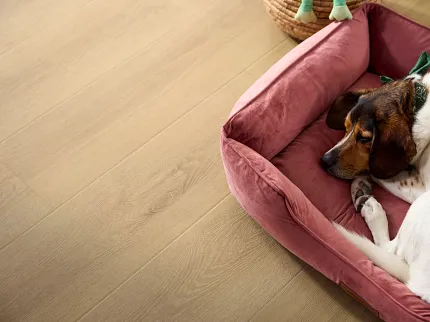 Contemporary living room with gray flooring and stylish furniture arrangement Modern living room with gray soft surface flooring, featuring a beige sofa, orange chairs, and a black coffee table