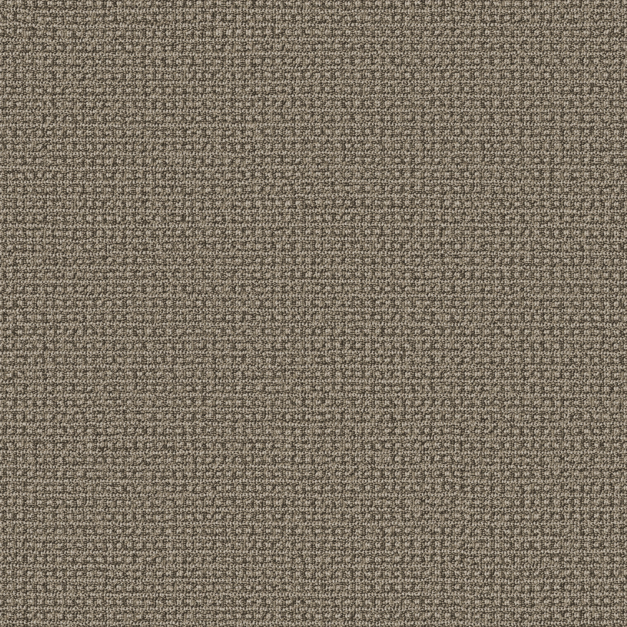 FETCH DESERT PALM MAIN