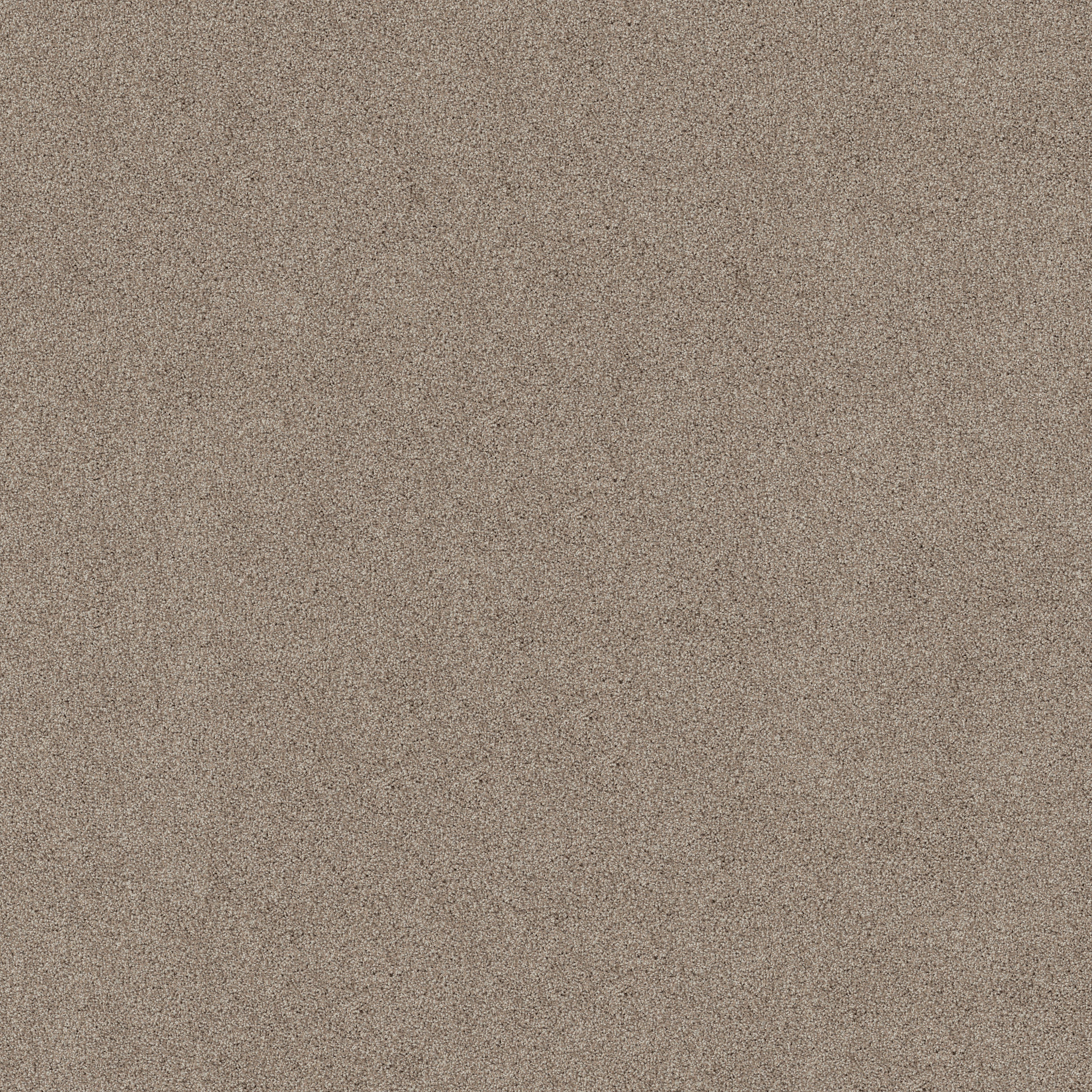 ACADIA PARK MUSHROOM MAIN