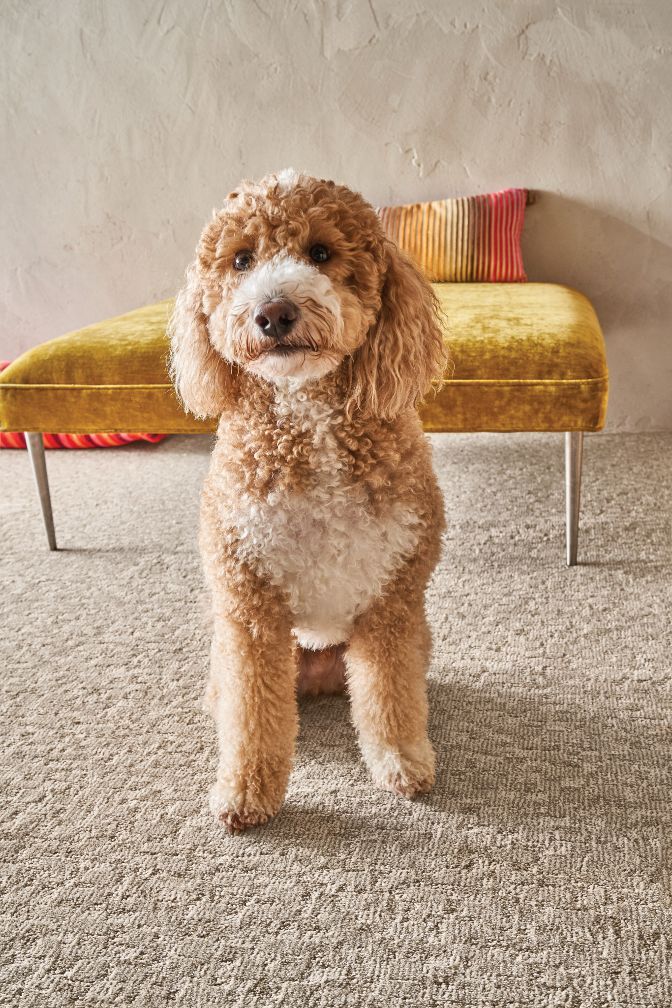 PAW-TAY BIRCH StaticImage02