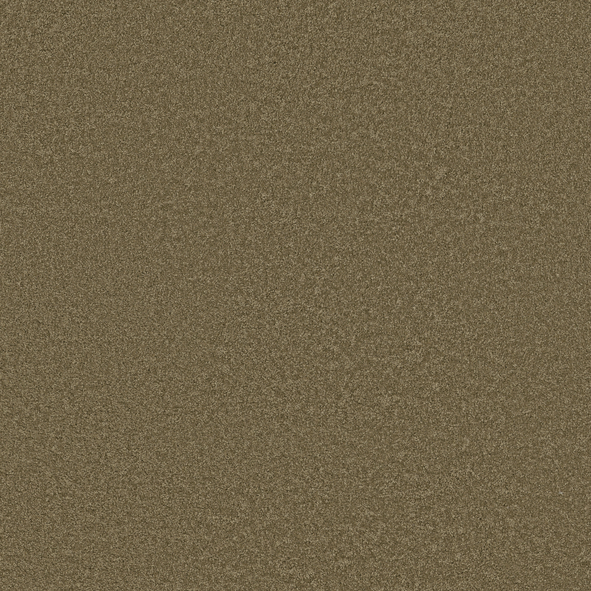 LOYAL BEAUTY III BONSAI MAIN