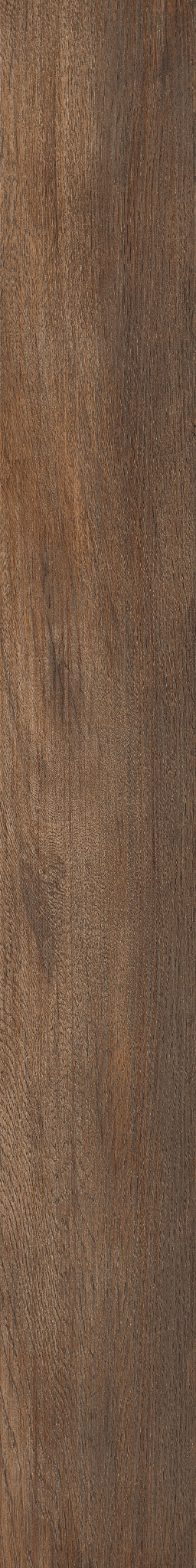 Thicket