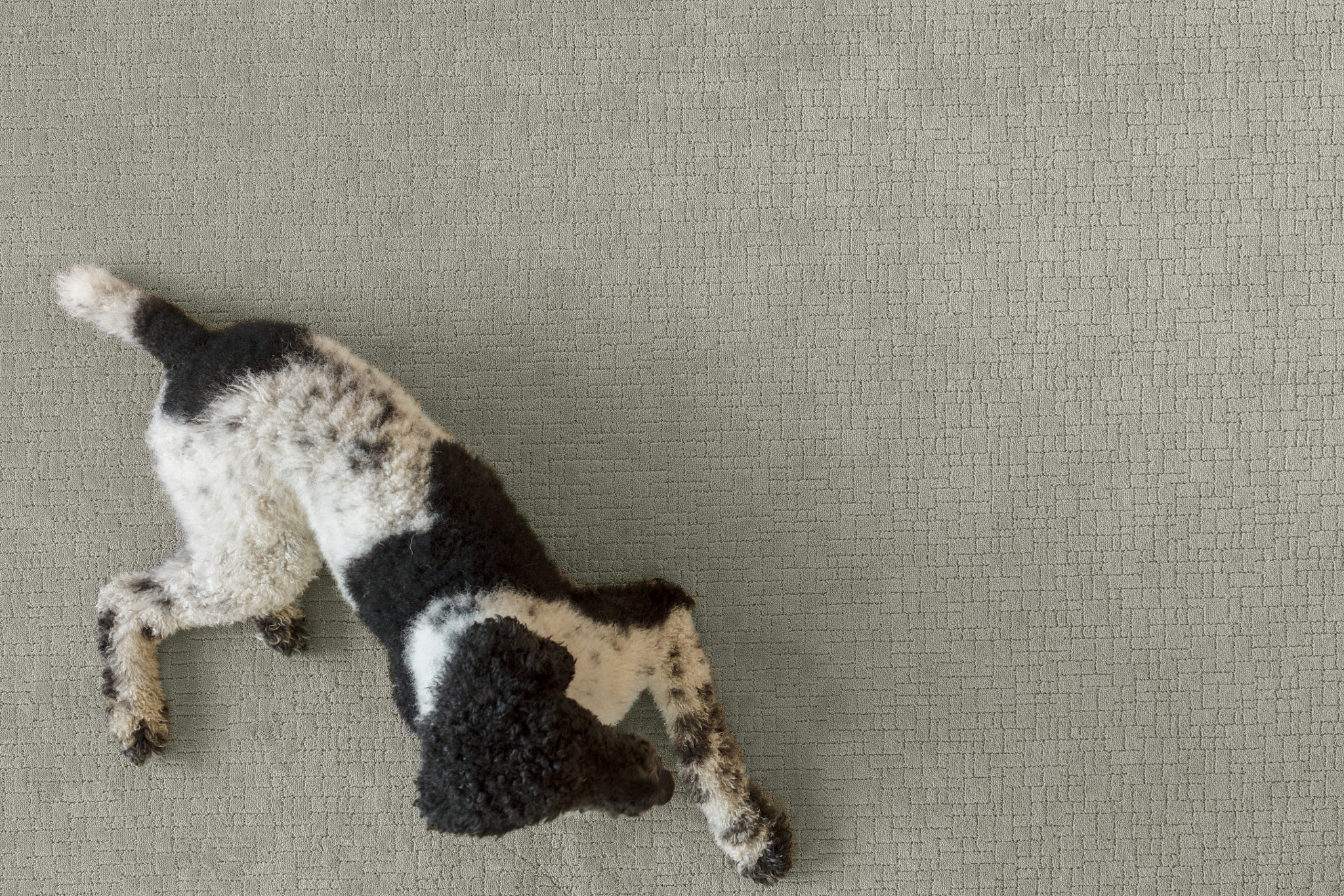 FAUX PAW SILVER FOX StaticImage05