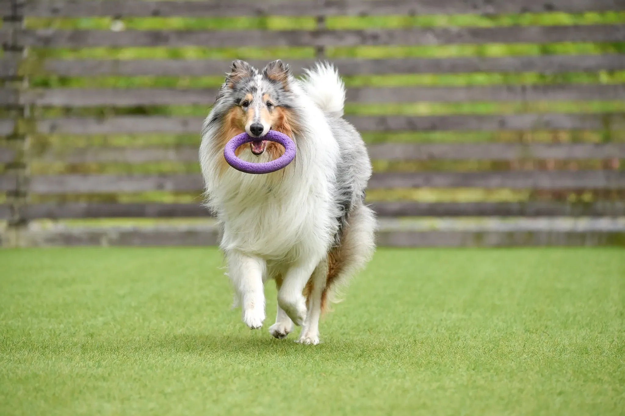 Dog playing on green grass with purple toy