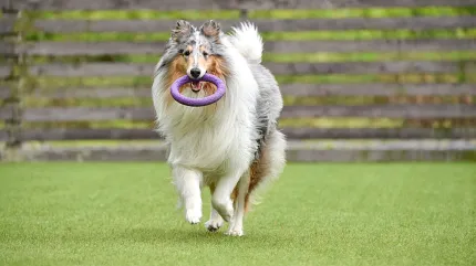 Outdoor fun with pet on lush lawn Dog playing on green grass with purple toy