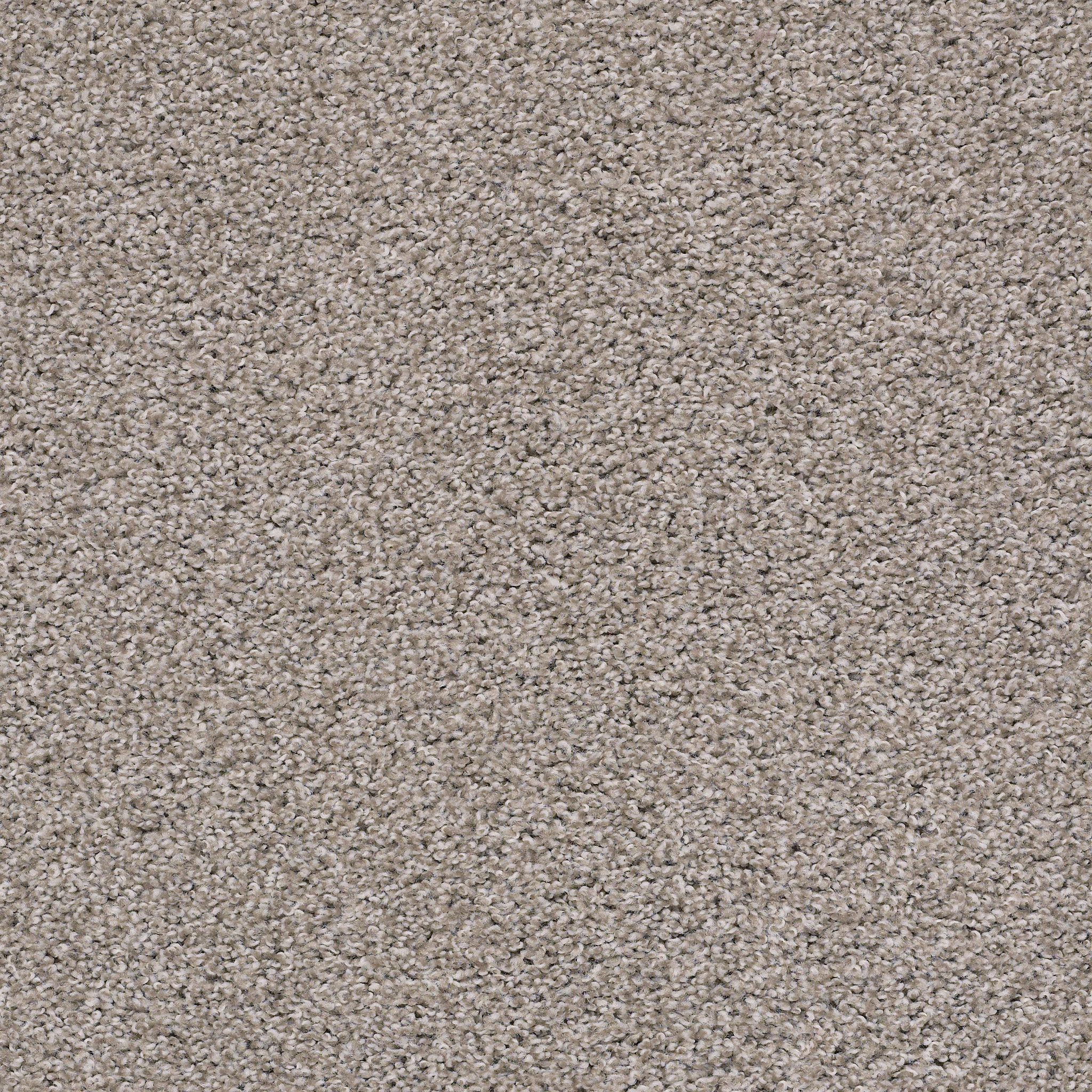 POISED WINTER BIRCH MAIN