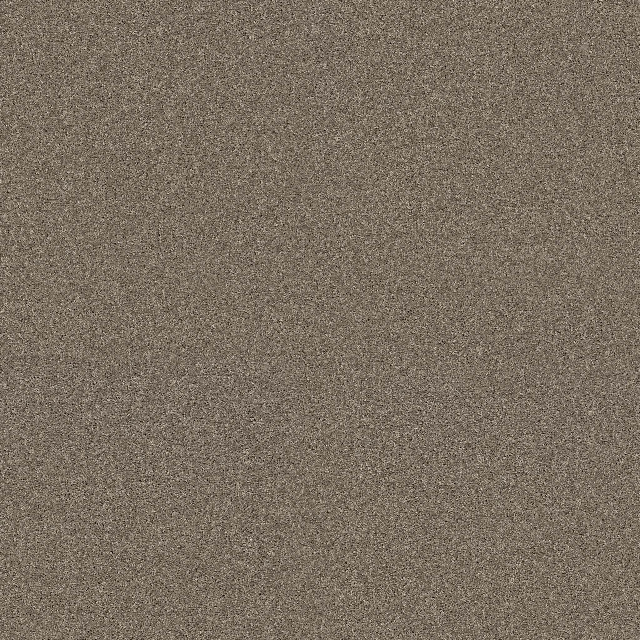 LOYAL BEAUTY I SMOOTH SLATE MAIN