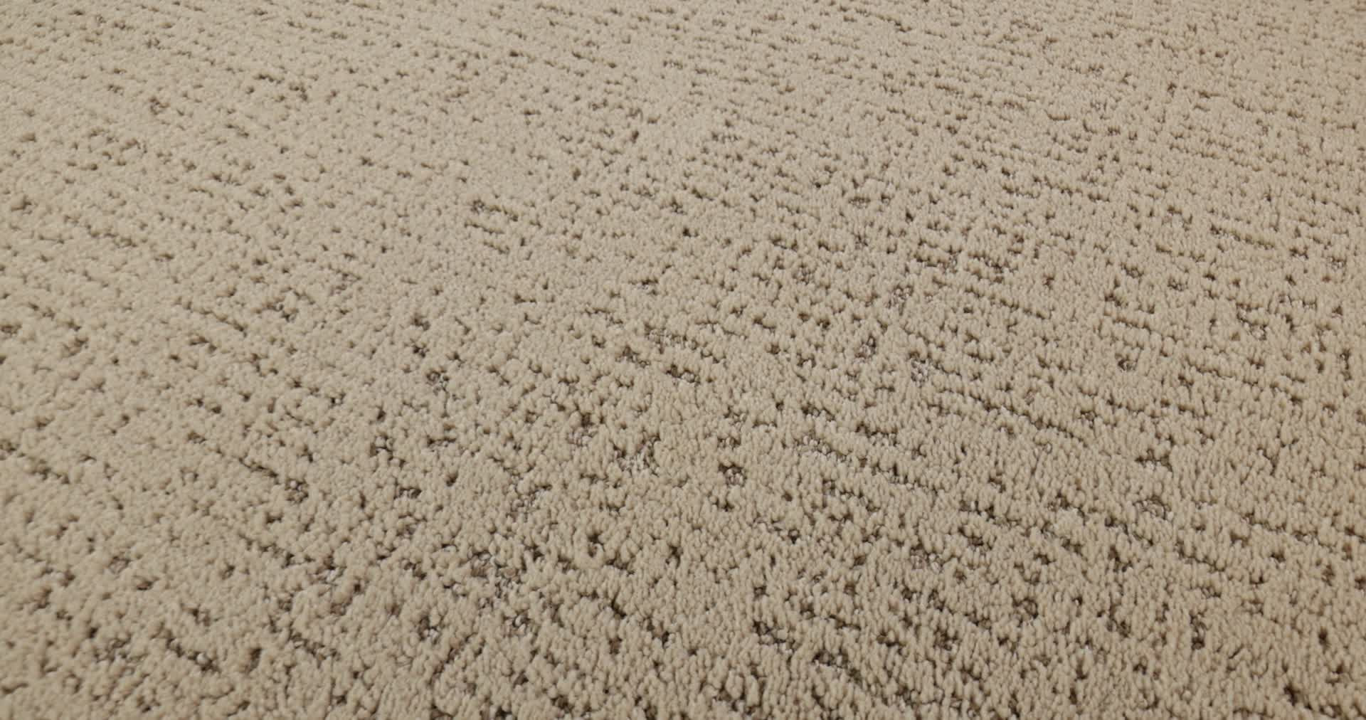 CURATED TONE SAFARI 360PROD