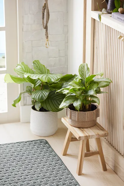 Patterned Carpet and Light Wood Flooring for a Comfortable Home Environment Cozy home interior with patterned carpet, light wood flooring, and potted plants for a natural touch