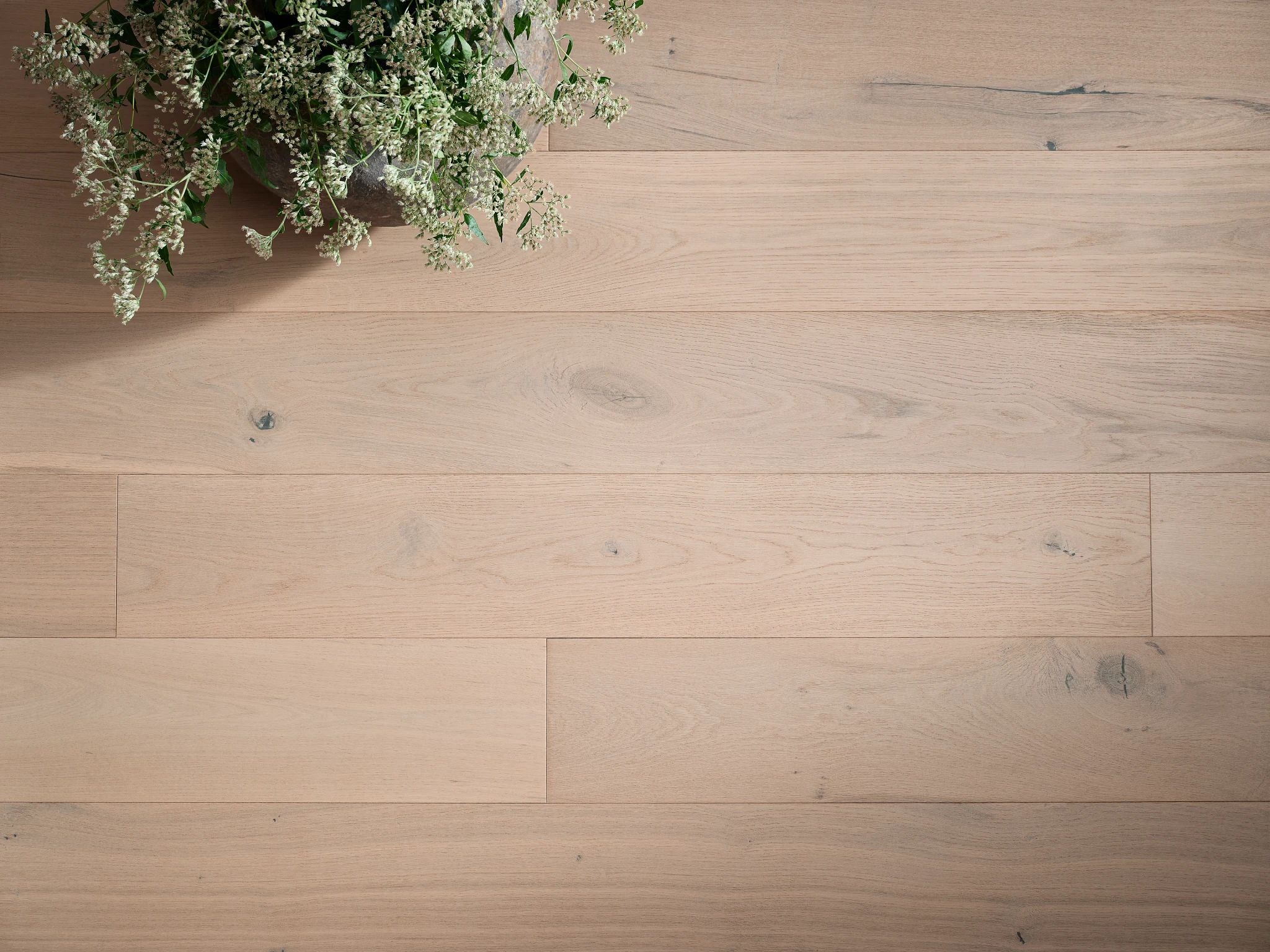 Light oak hardwood flooring with natural grain and knots, featuring a potted plant on the surface