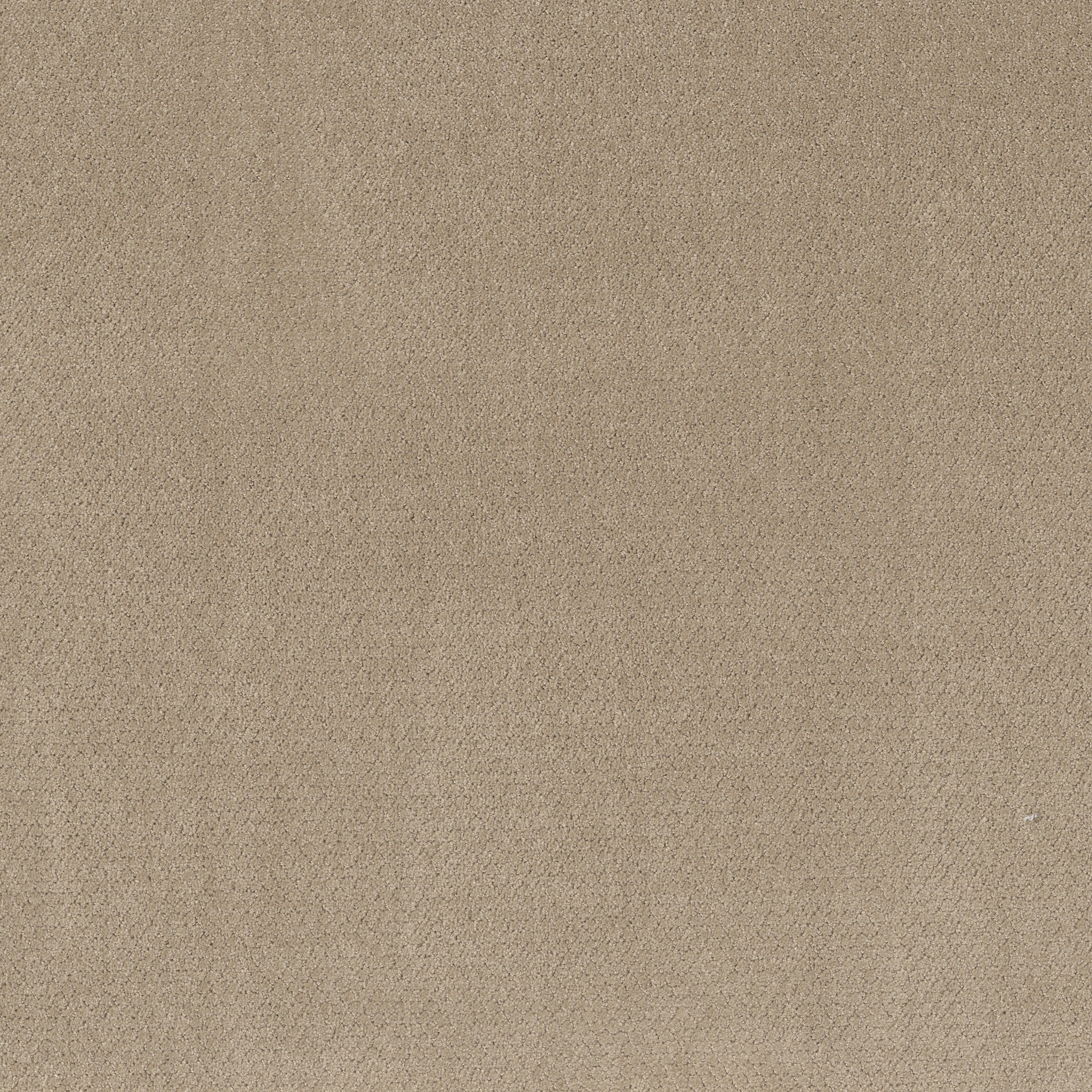 SIMPLY CLASSIC SEA SHELL MAIN