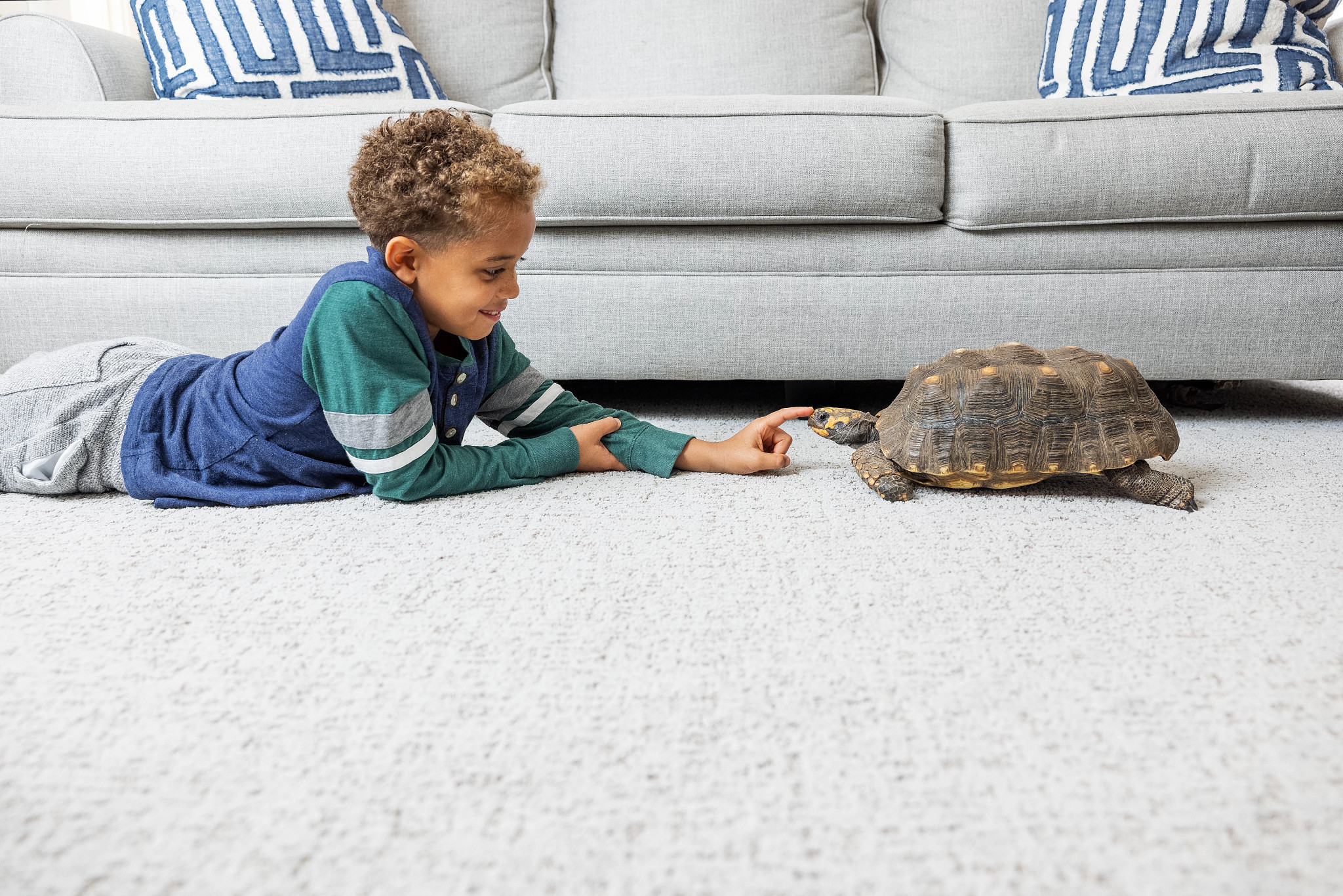 Child playing with a tortoise on a soft, light gray carpet in a living room with a gray sofa and blue patterned cushions