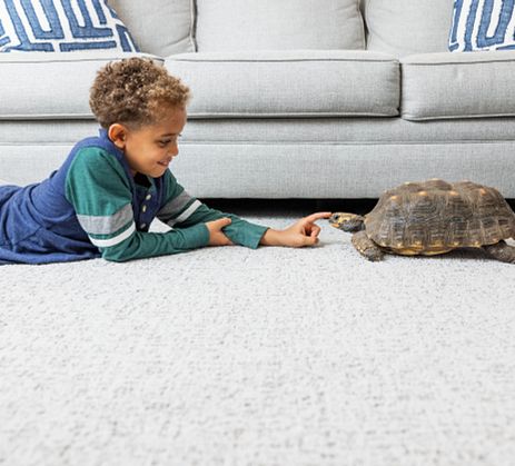 Child playing with a turtle in a carpeted living room