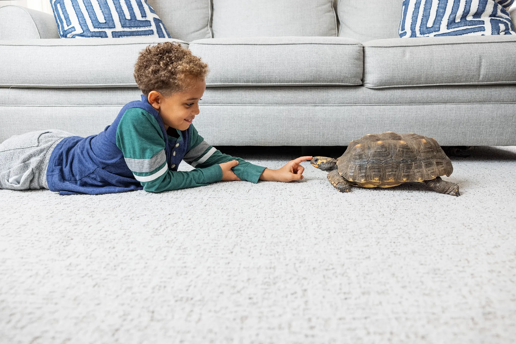 Child playing with a tortoise on a soft, light gray carpet in a living room with a gray sofa and blue patterned cushions