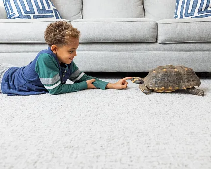 Cozy Living Room with Light Gray Carpet and Comfortable Gray Sofa Child playing with a tortoise on a soft, light gray carpet in a living room with a gray sofa and blue patterned cushions