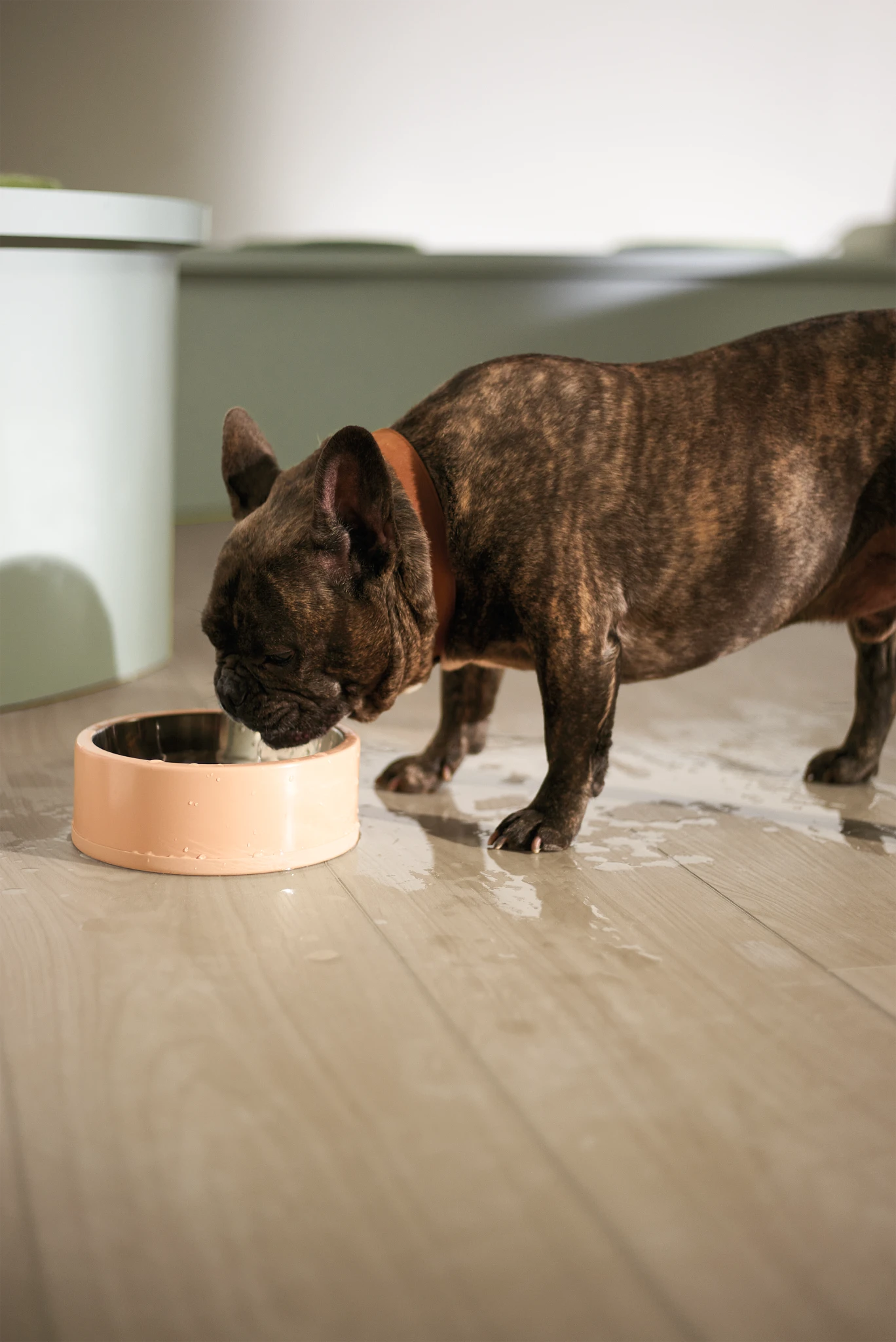French Bulldog drinking water on light wood flooring