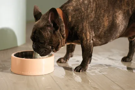 Light wood flooring with French Bulldog drinking water French Bulldog drinking water on light wood flooring