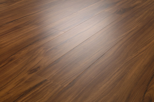Gold Coast Acacia