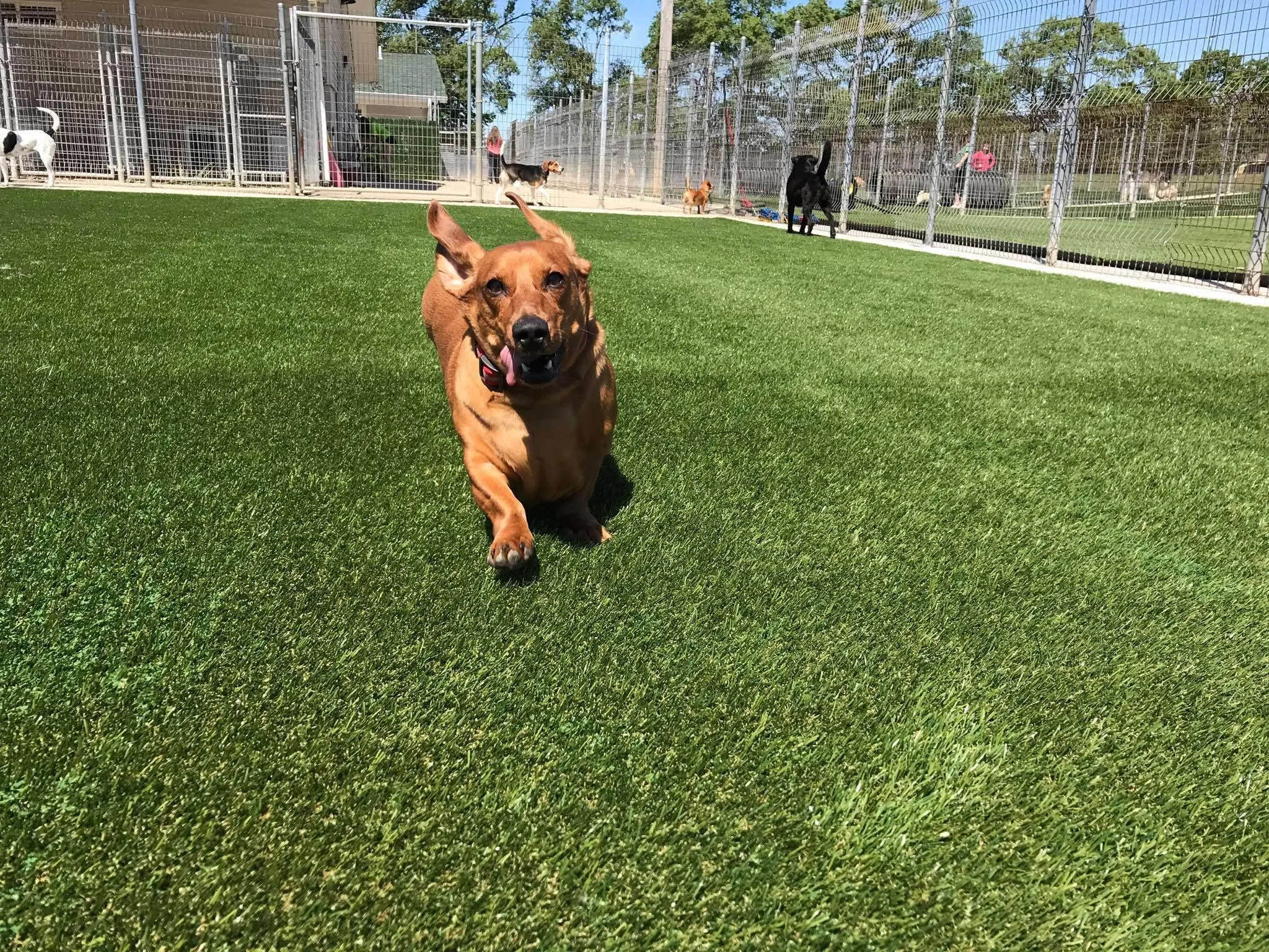 Dogs playing on artificial grass in a fenced outdoor area