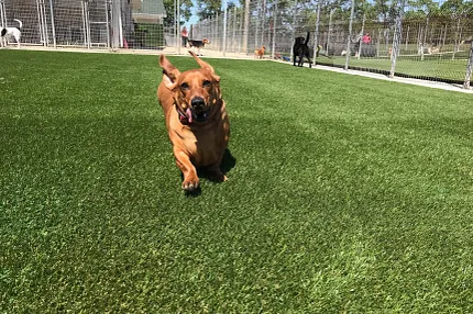 Durable artificial grass for pet-friendly spaces Dogs playing on artificial grass in a fenced outdoor area