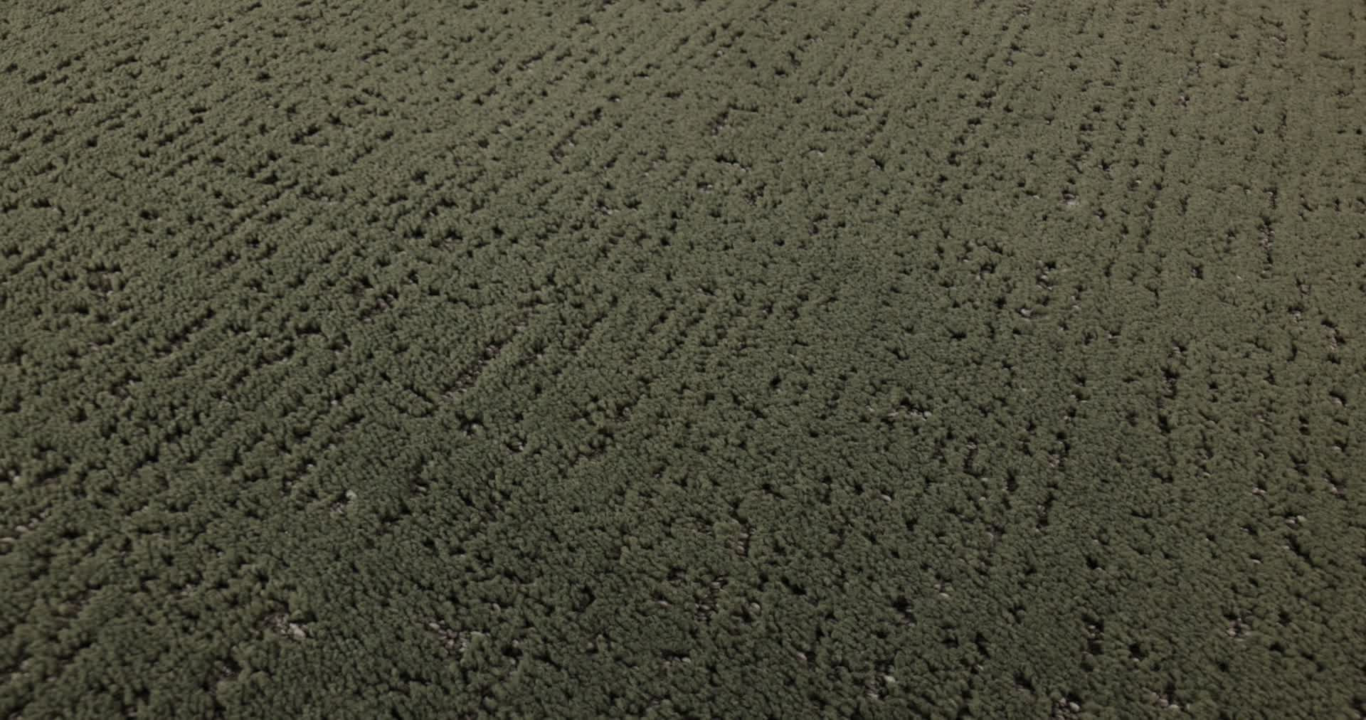 CURATED TONE OLIVE TREE 360PROD