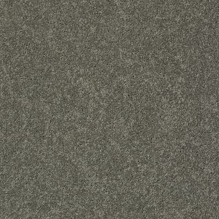Pawparazzi I (ZZ092-00576) Carpet Flooring | Anderson Tuftex