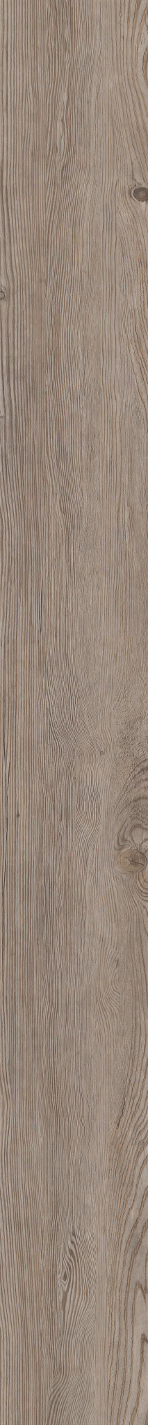 Corvallis Pine