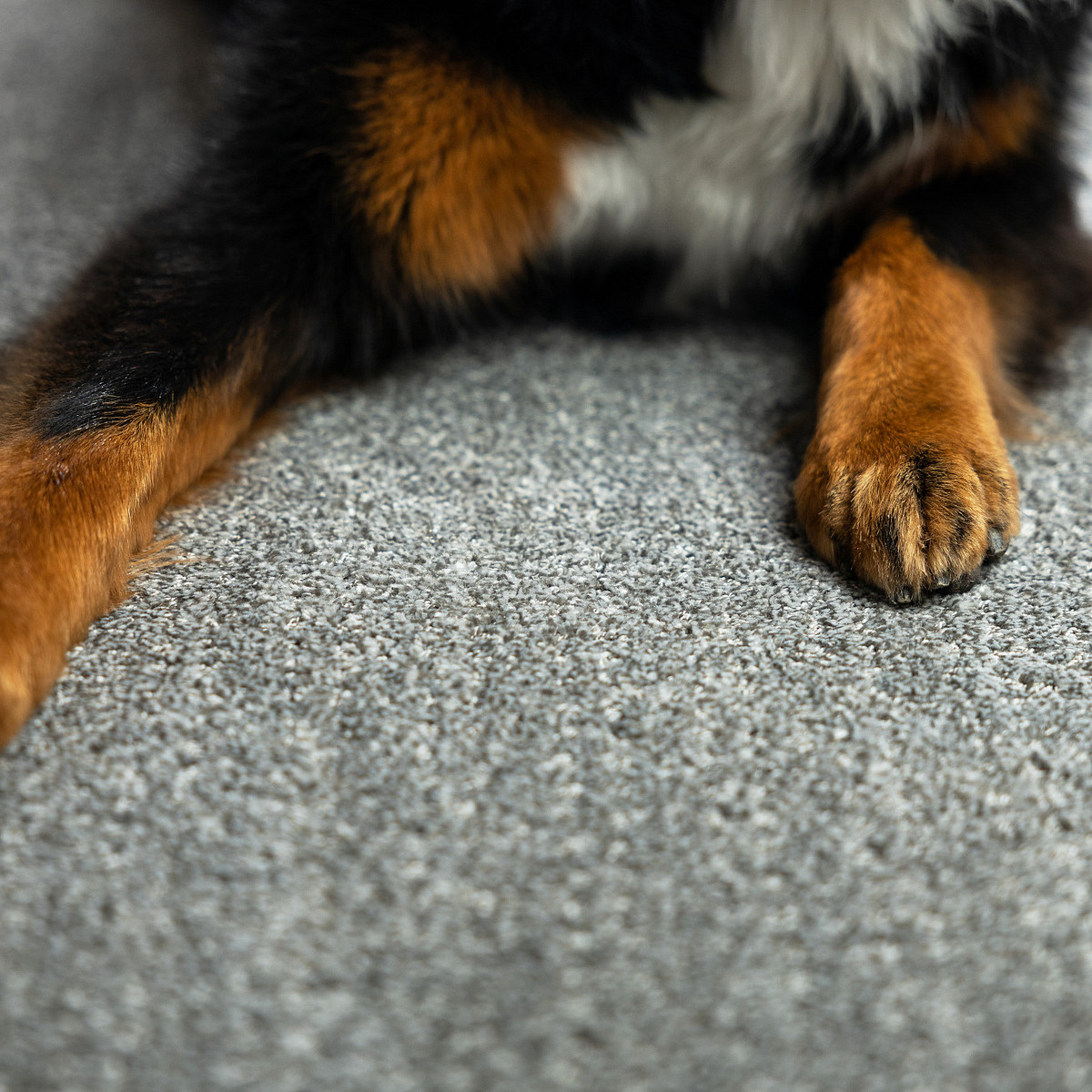 Pet-Friendly Rugs Guide - Beautiful Carpets for Animals