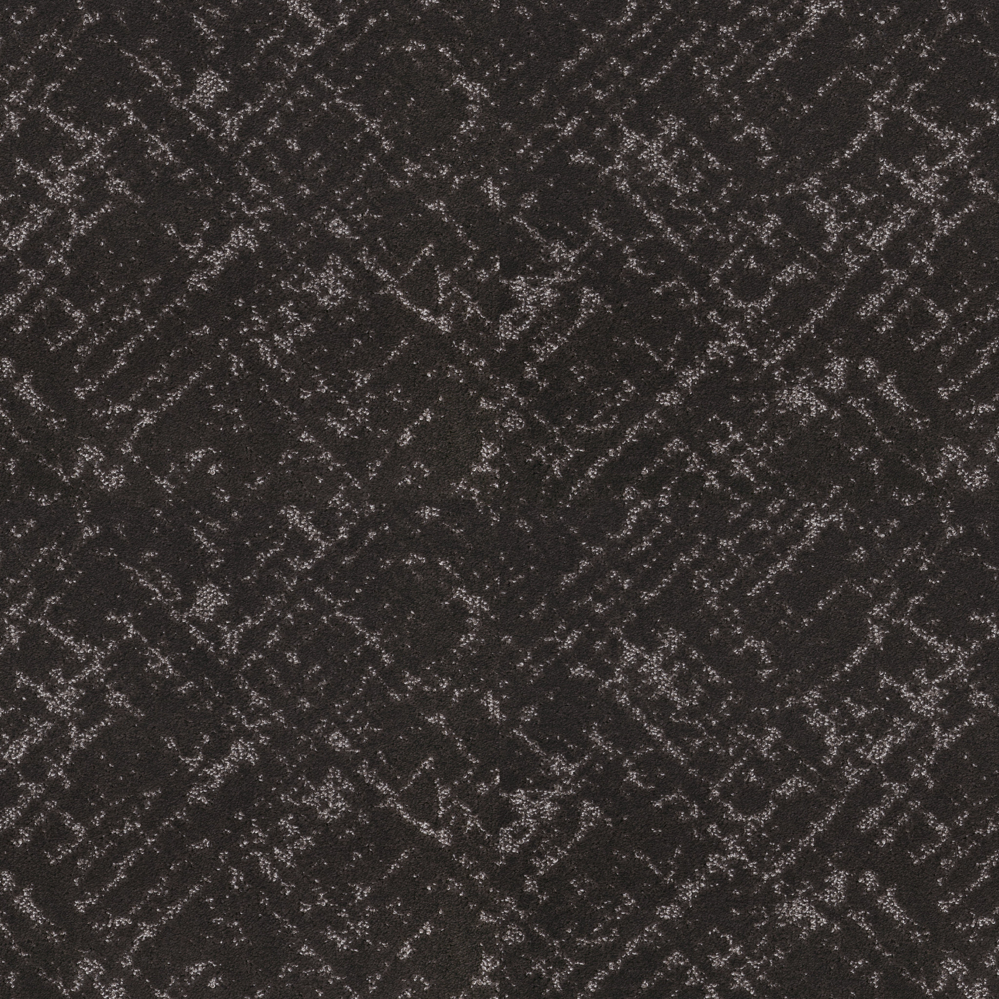 SINCERE FOCUS BISON MAIN