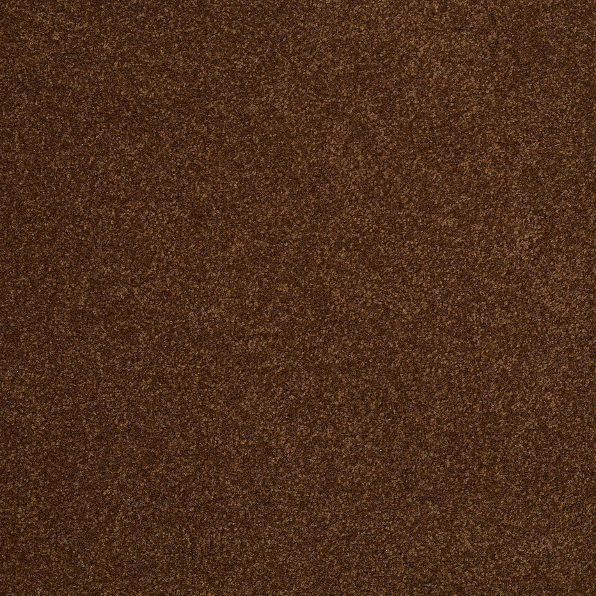 TIMELESS APPEAL III 12' TORTOISE SHELL MAIN