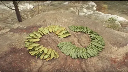 Green and yellow leaves arranged in a spiral pattern on a rock surface near a river