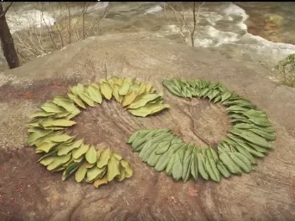 Spiral leaf arrangement on rock by riverbank Green and yellow leaves arranged in a spiral pattern on a rock surface near a river