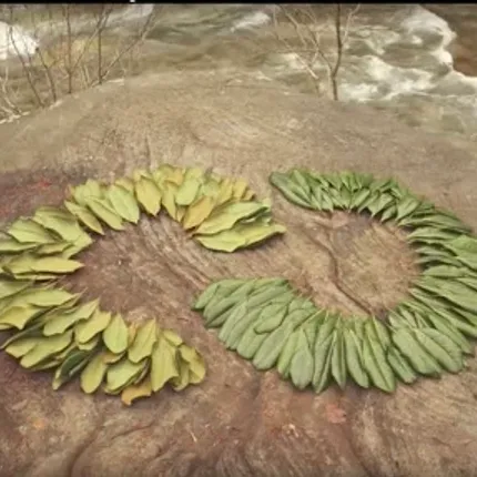 Spiral leaf arrangement on rock by riverbank Green and yellow leaves arranged in a spiral pattern on a rock surface near a river