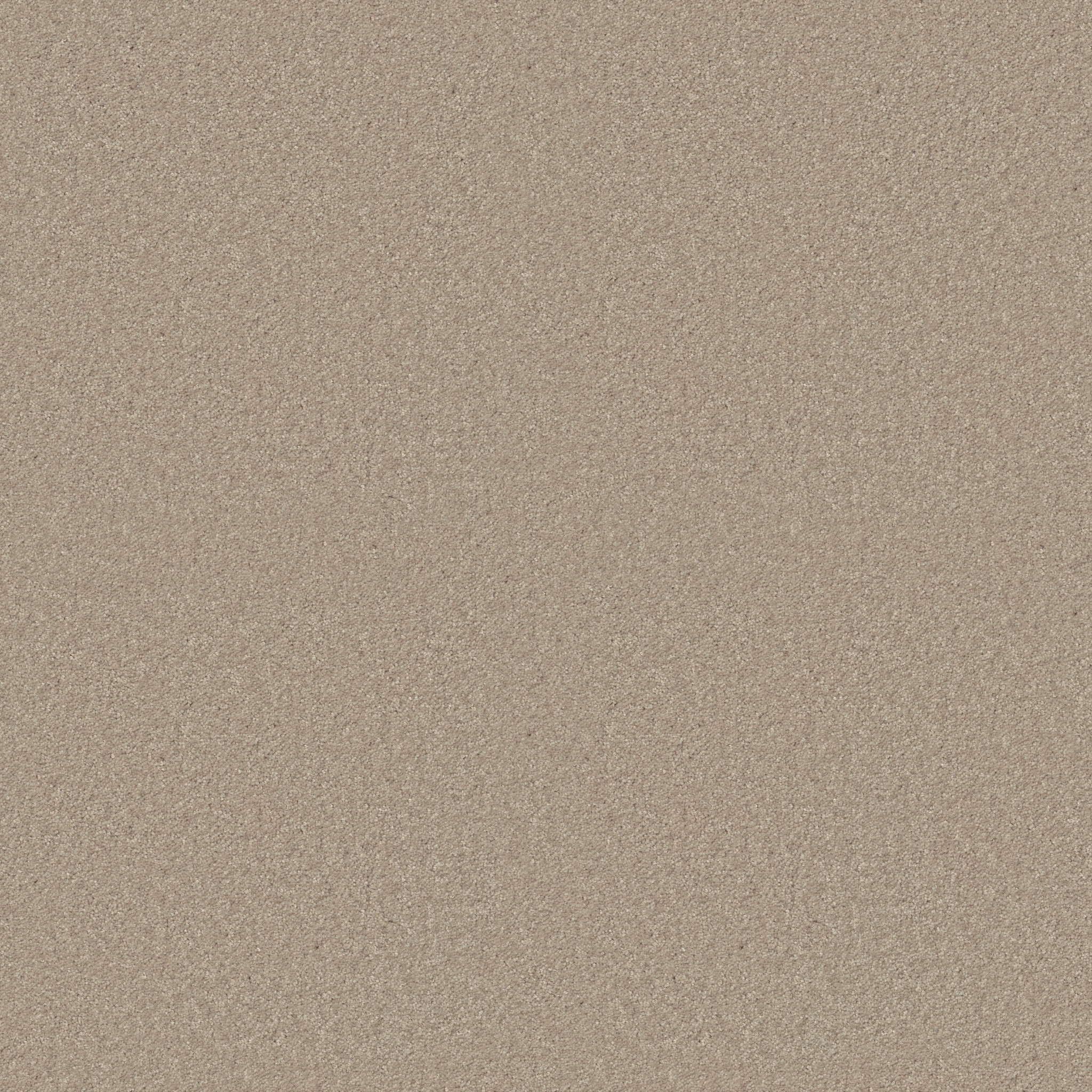 ESSAY II 15' SAND DOLLAR MAIN