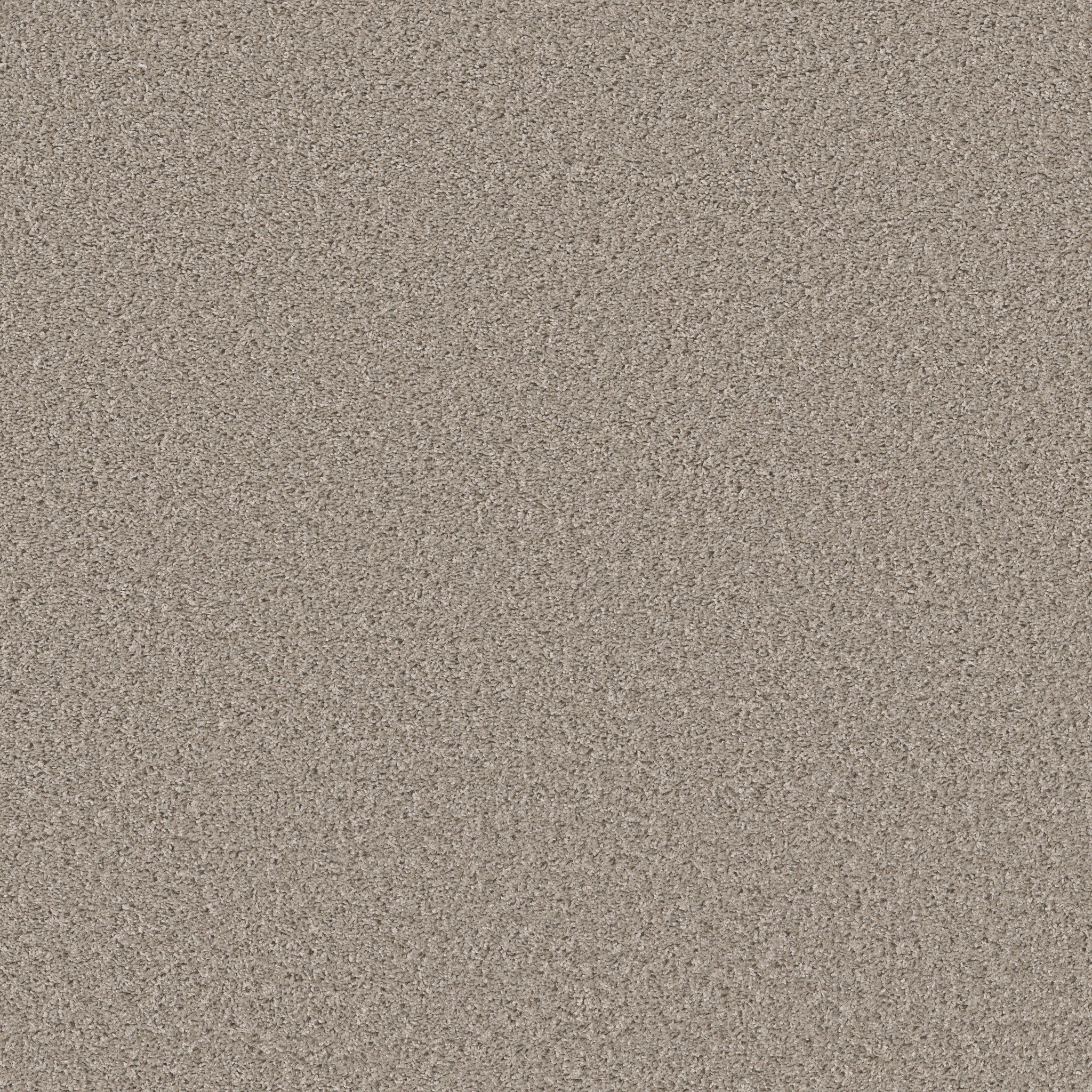 SHAKE IT UP (S) BEECH MAIN