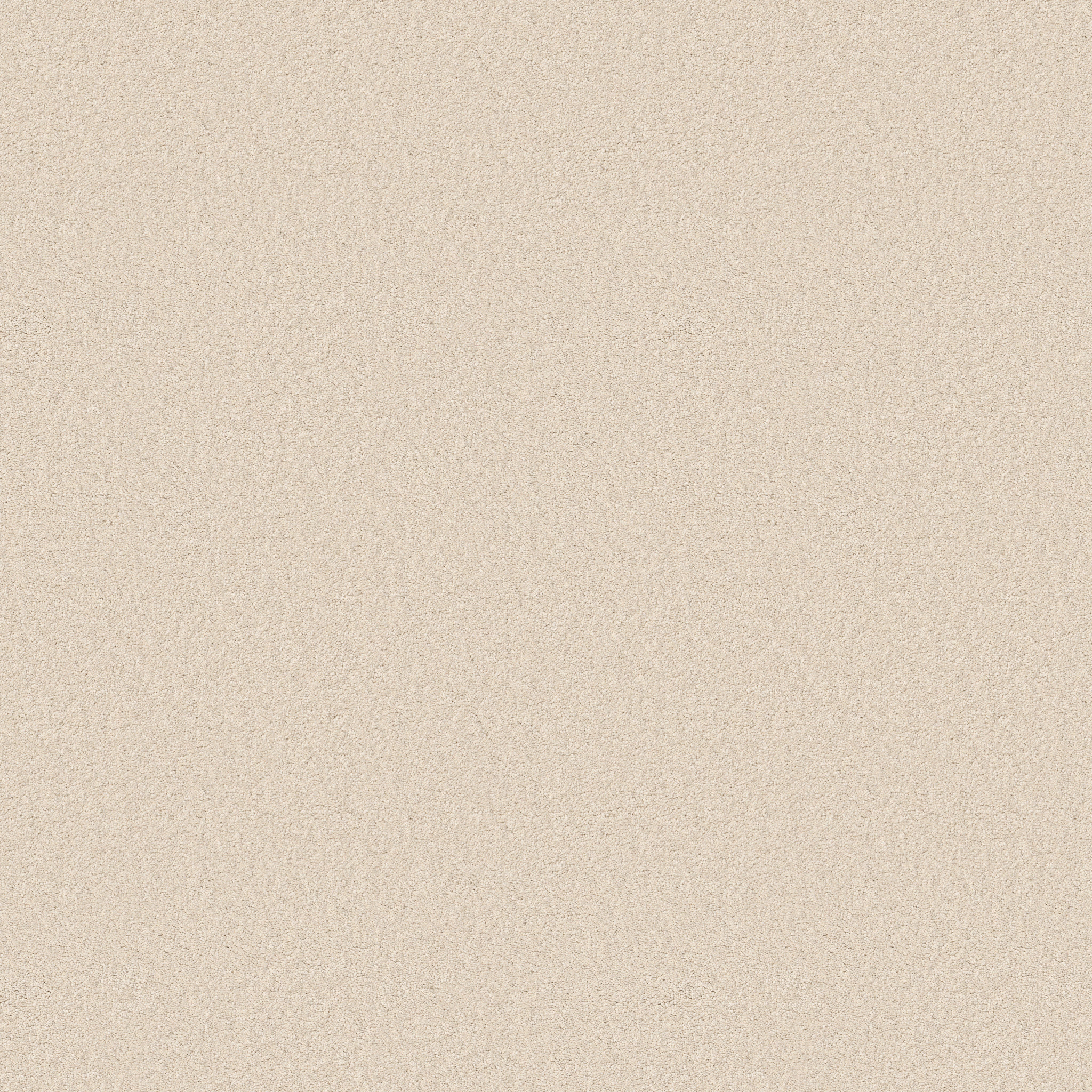 ELEGANT BEAUTY ANGORA MAIN