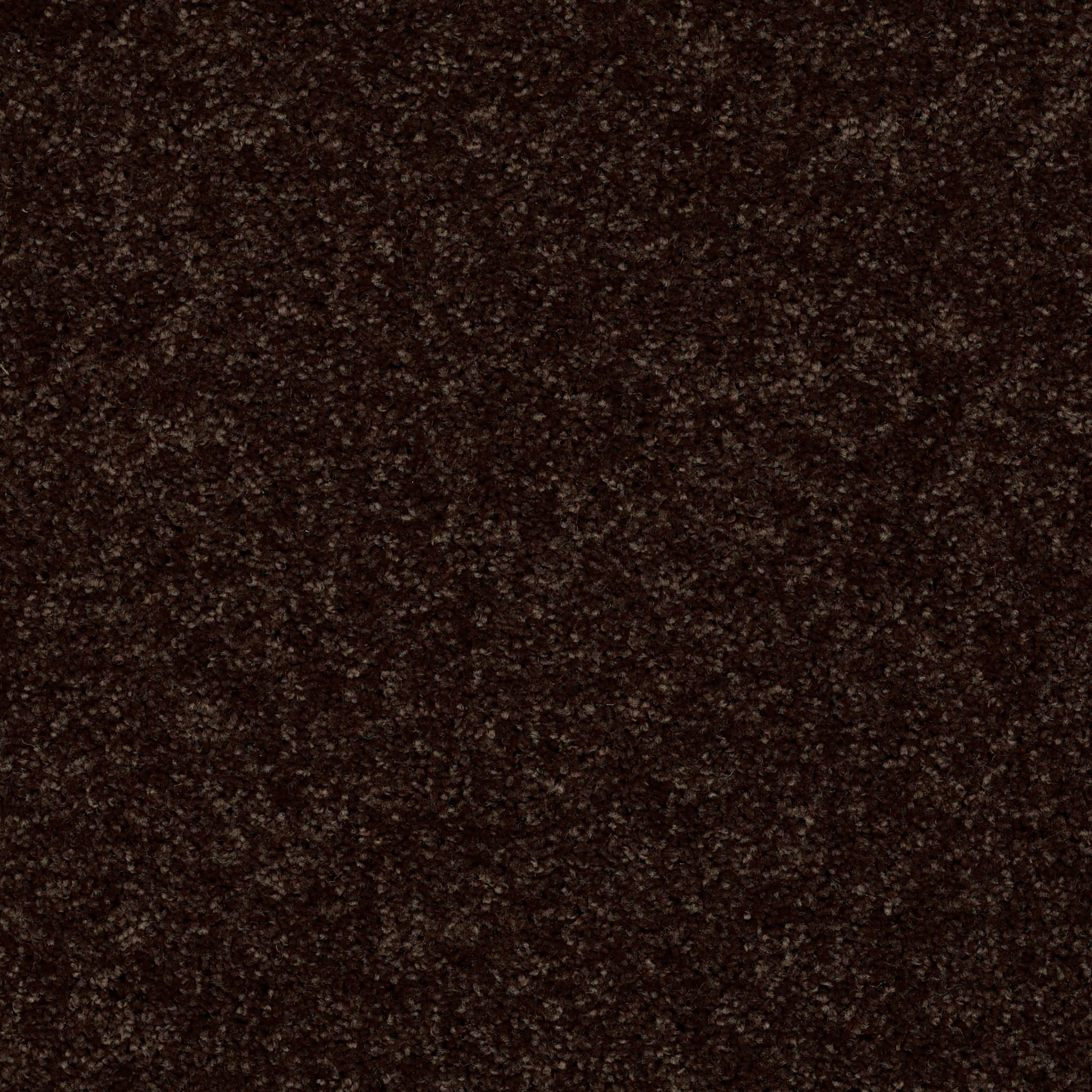 ROYAL PORTRUSH III 15' COFFEE BEAN MAIN