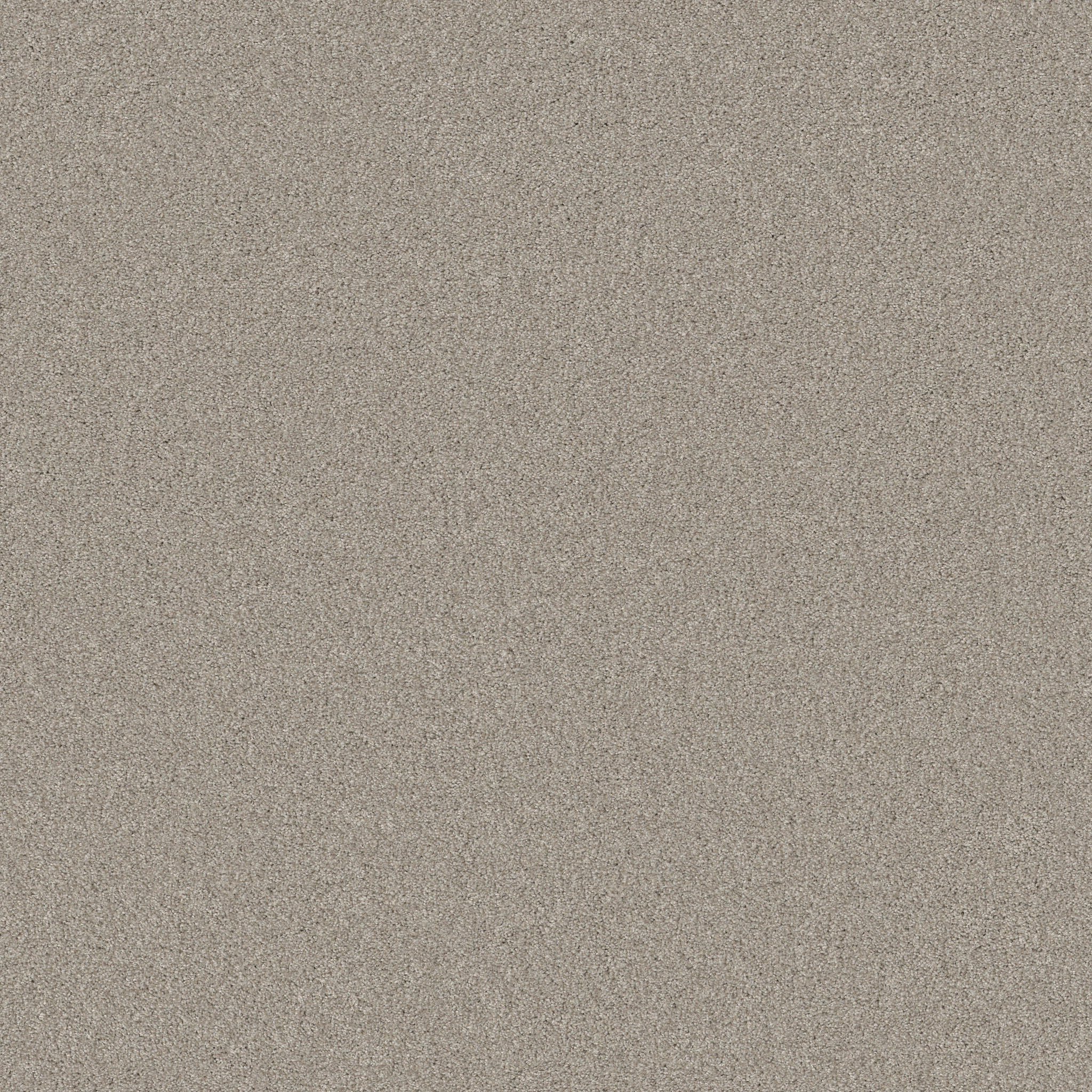 BEAUTIFULLY SIMPLE CATNIP MAIN