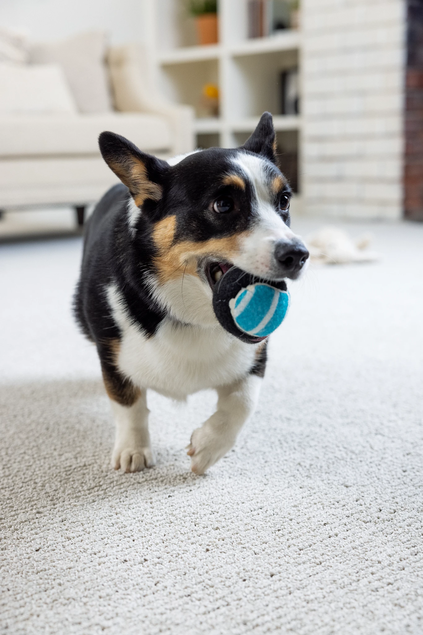Corgi playing with a blue ball on soft surface flooring in a cozy living room