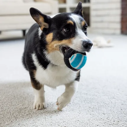 Cozy Living Room with Soft Surface Flooring and Playful Corgi Corgi playing with a blue ball on soft surface flooring in a cozy living room