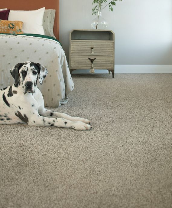 A Dalmation relaxing on comfy carpet style Barkside in the color Mesa View