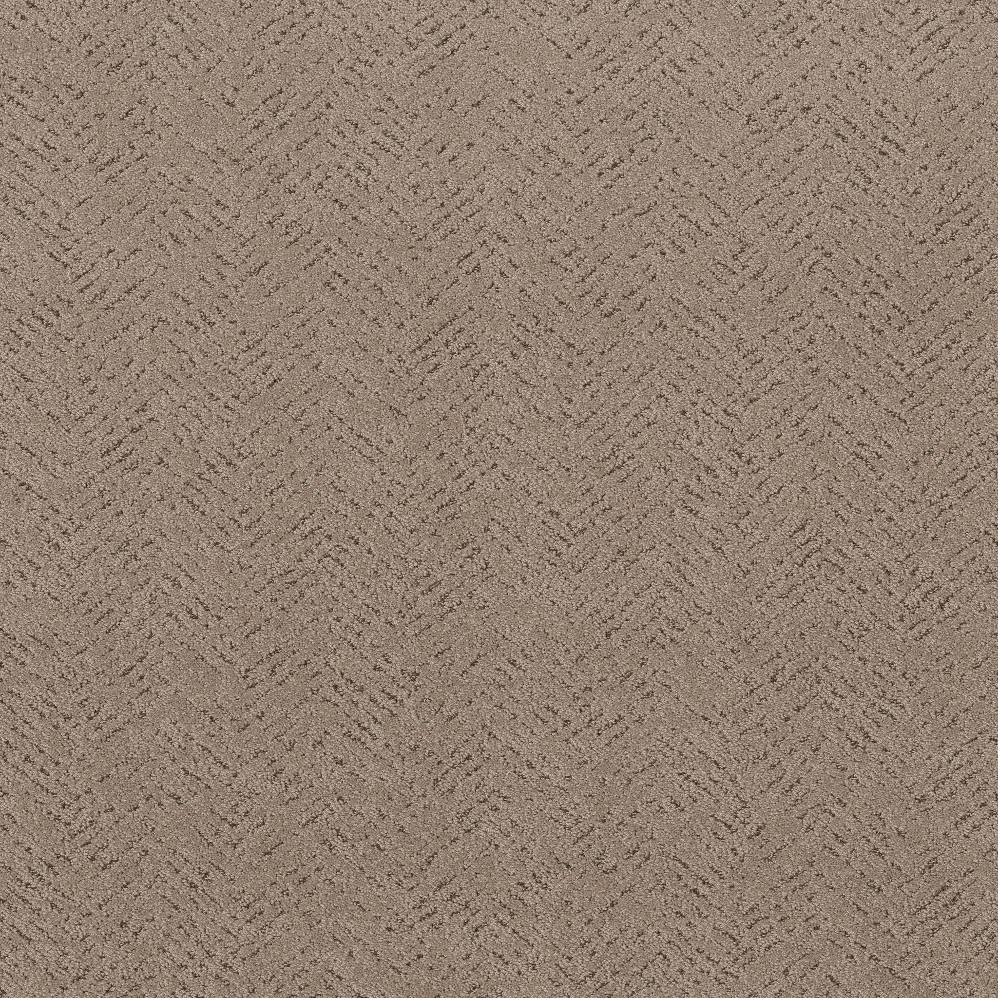 FAVOURED PATH CAMEO MAIN