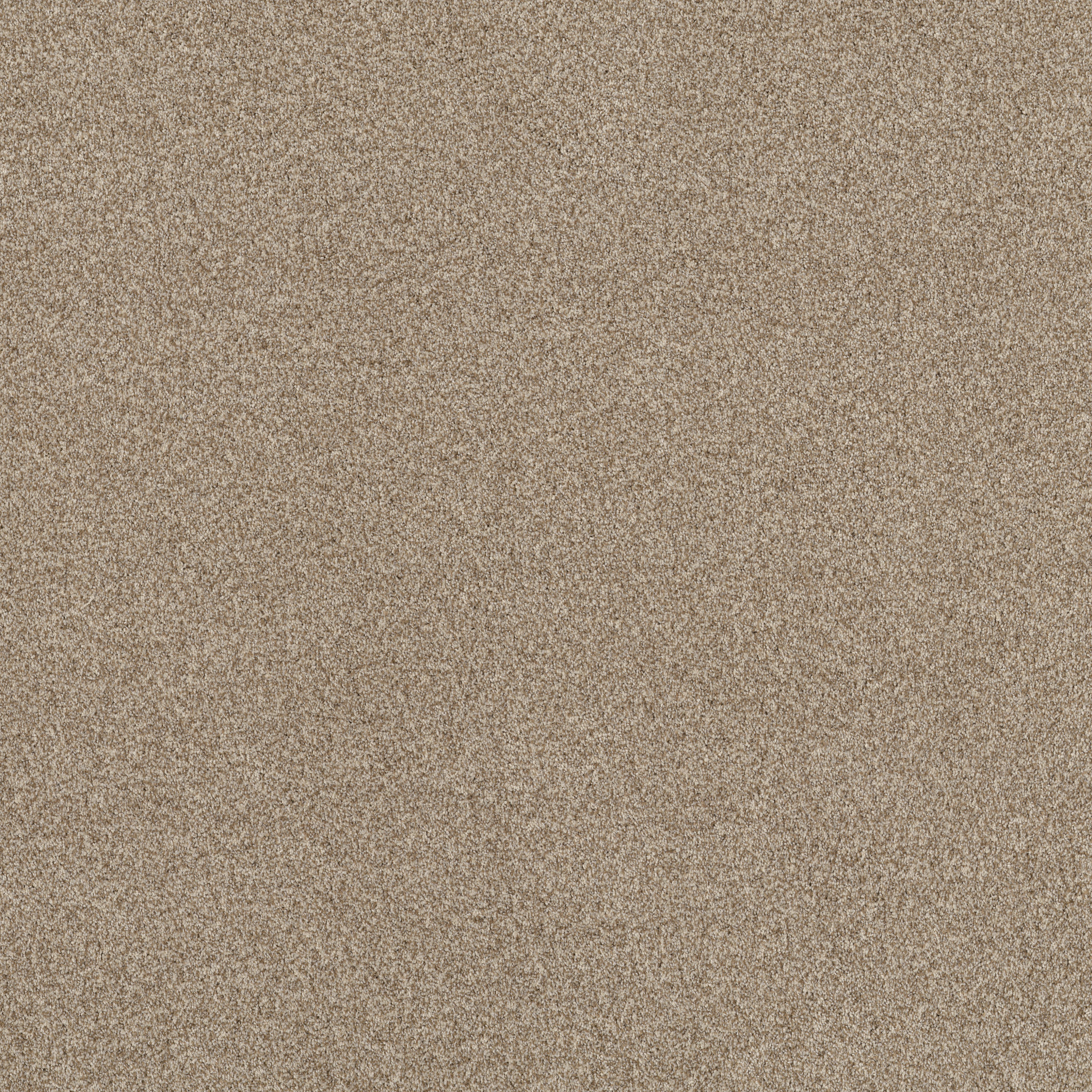 TERRA NOVA CANVAS MAIN