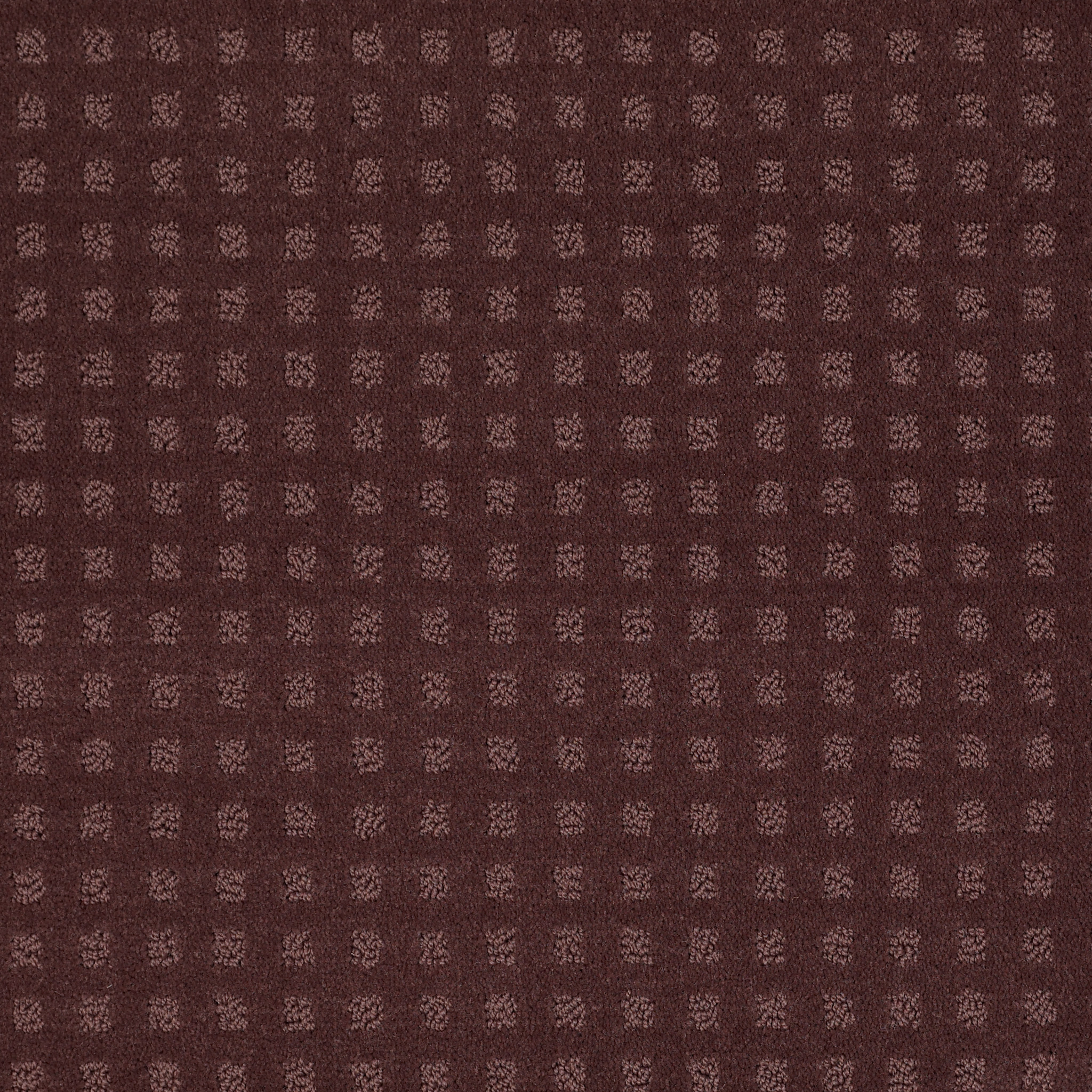 NOTTINGHAM WISTERIA MAIN