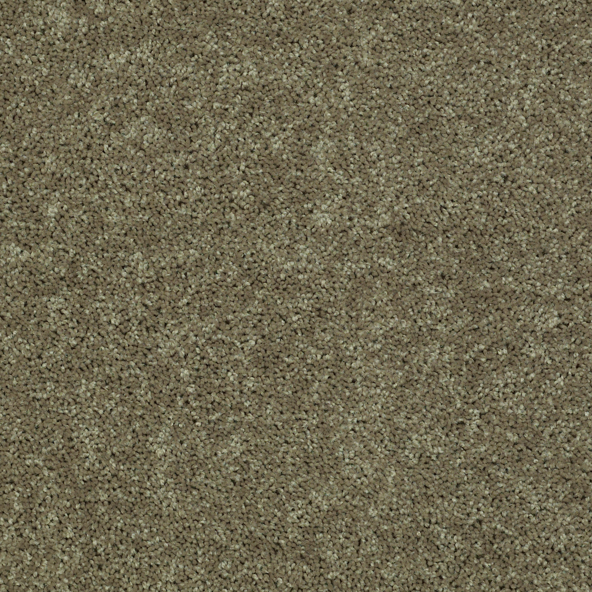 ROYAL PORTRUSH III 12' ALOE MAIN