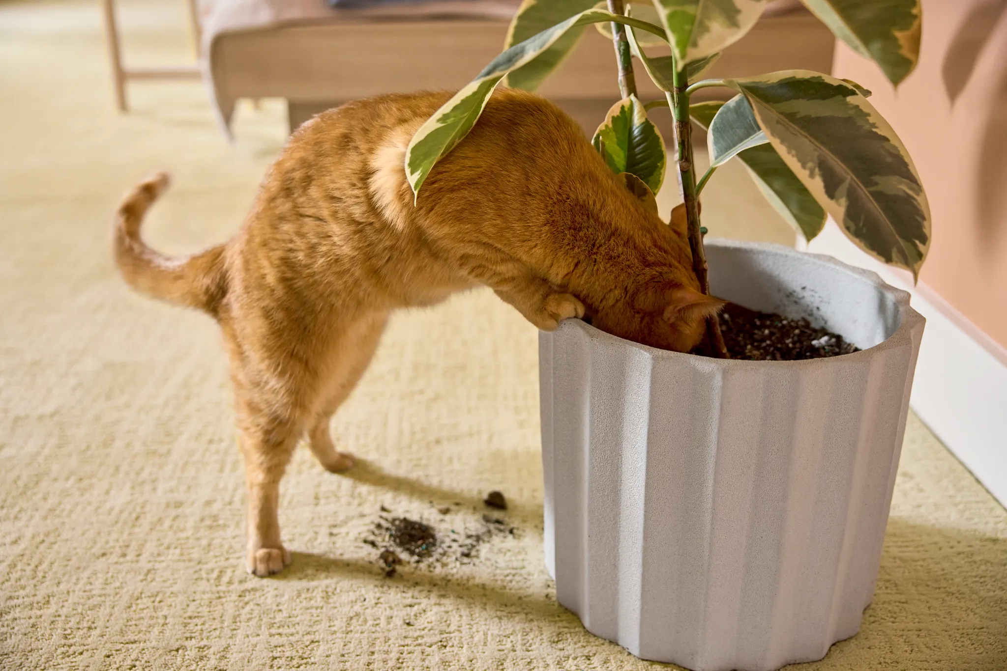 Modern living room with gray soft surface flooring, featuring a beige sofa, orange chairs, and a black coffee table
