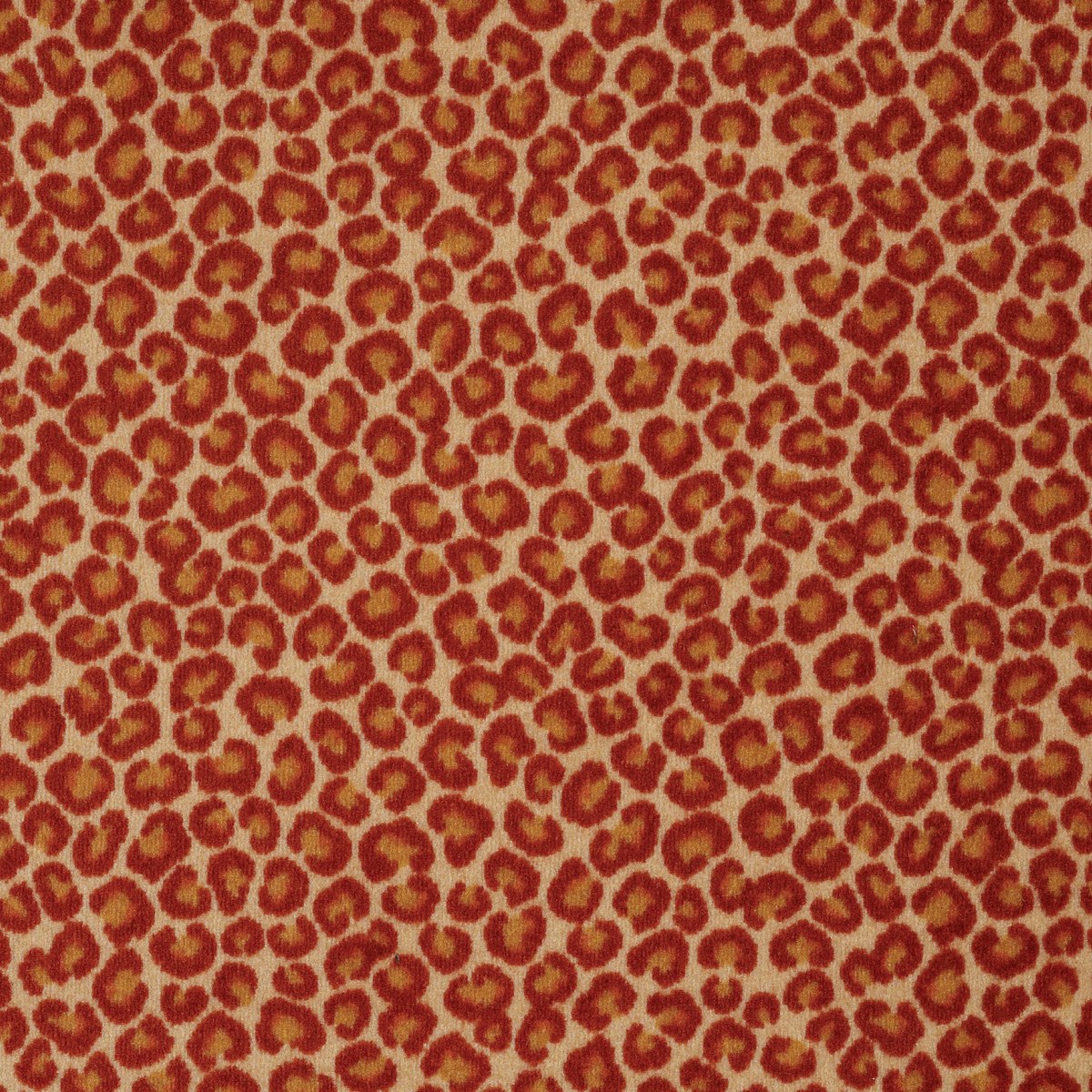 CHEETAH — BIG CAT