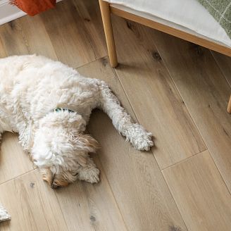 goldendoodle type of dog sleeping on a coretec vinyl floor